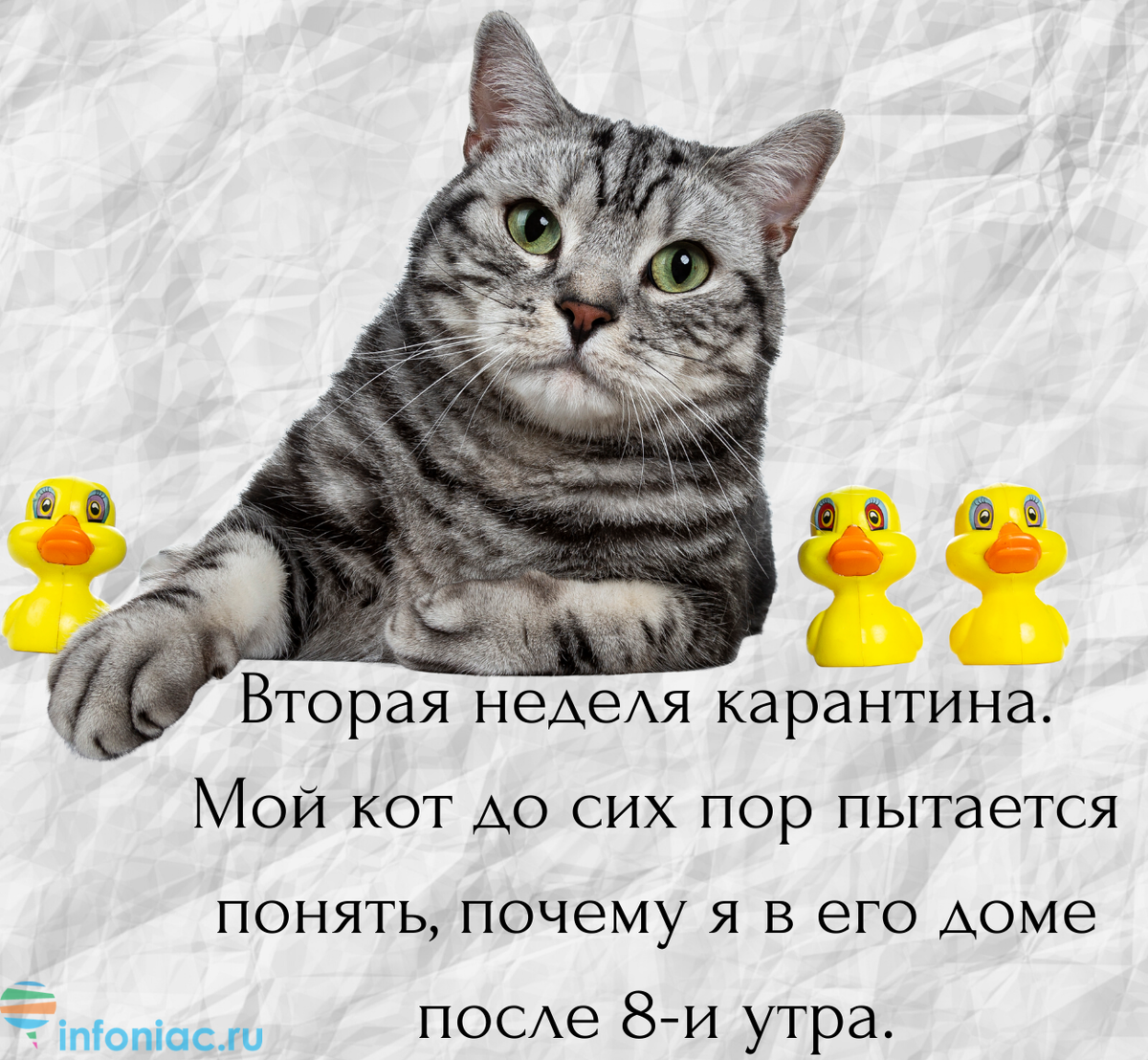 И грустно и смешно: Шутки про коронавирус и карантин | Инфониак | Интересно  и полезно | Дзен