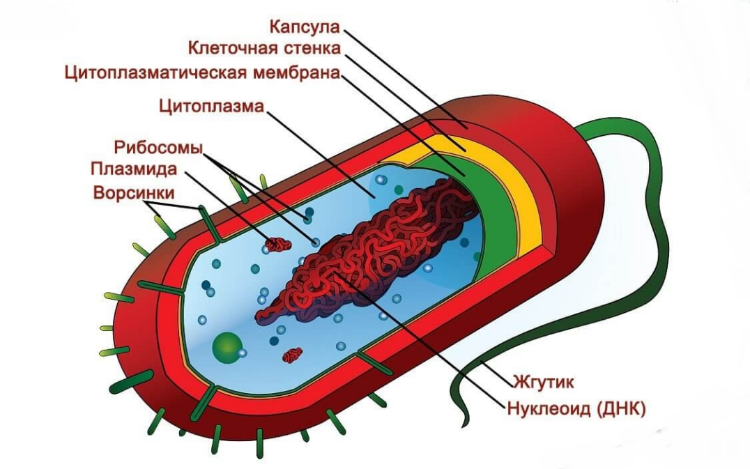 Фото бактерии