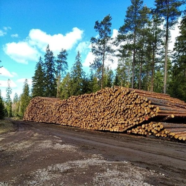 Вырубки леса в Выборгском районе ЛО. Фото из ВК-группы "Красивая Ленобласть" 