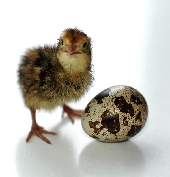 Между тем, как откладывание яиц на орбите возможно, проблемы могут возникнуть на этапе инкубирования и выращивания. Лишь только одна птица удосужилась снести яйцо в космическом пространстве.