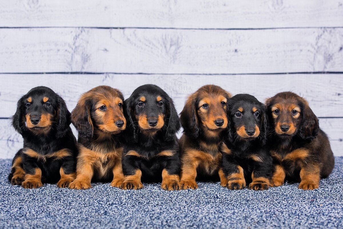 Длинношёрстная такса