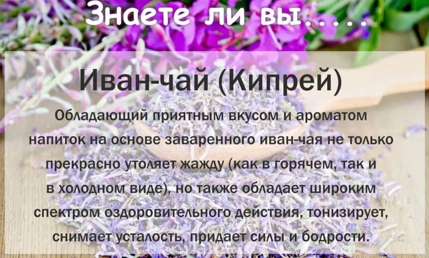 Иван-чай (кипрей): как заготовить и заваривать, а также все о его пользе