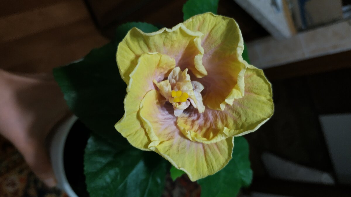 Creole lady - зимнее цветение