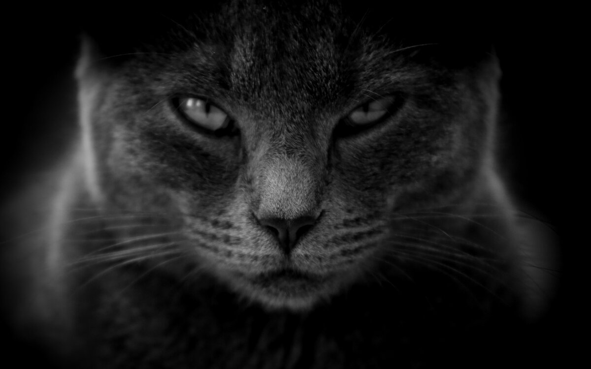 Ставьте лайк этому коту!