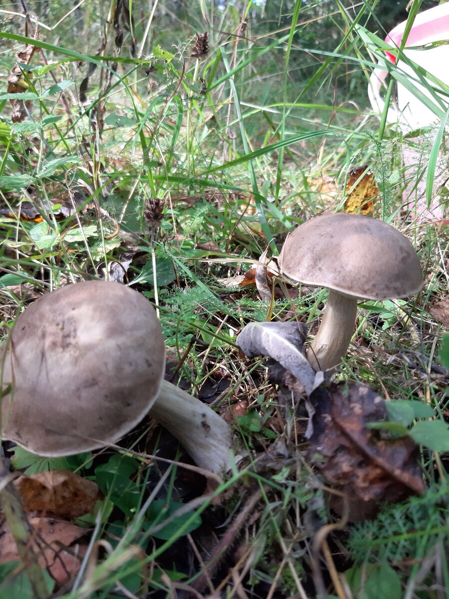 Подосиновики
