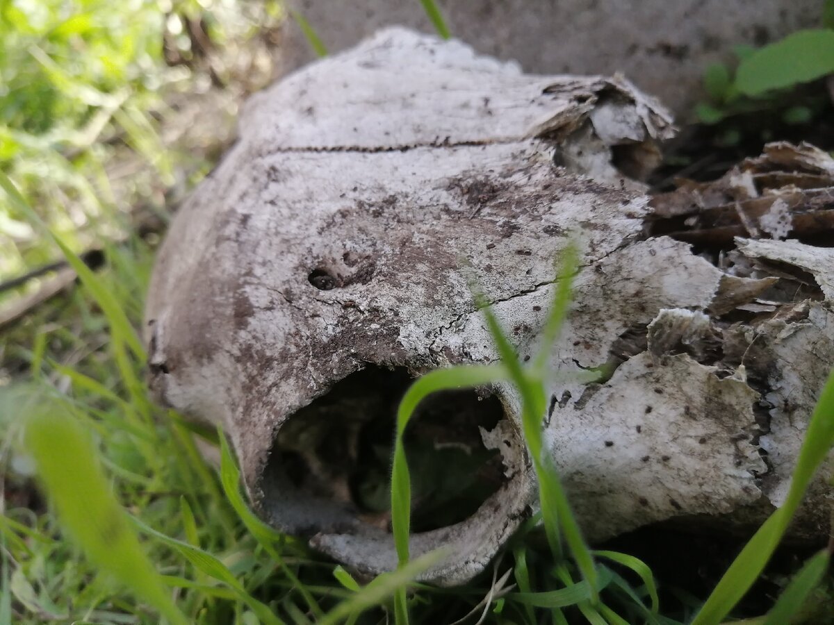 Чей череп интересно?