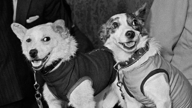 Как выглядит собака стрелка Фото белки и стрелки полетевших в космос: найдено 83 изображений
