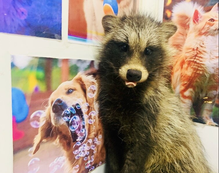 животные из приюта. омские хвостики приют омск. логотип приюта для животных. хвостики омск. приют хвостики омск.