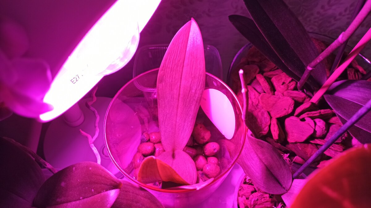 Маша под лампой