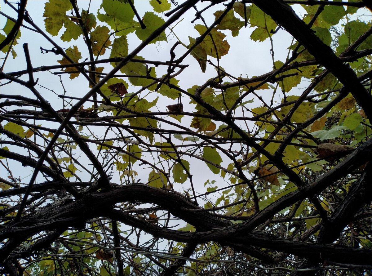 Беседка с виноградом