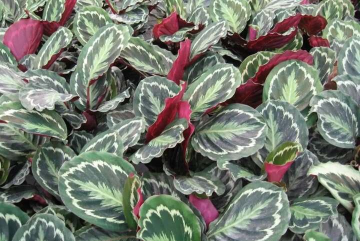 Фото из интернета 