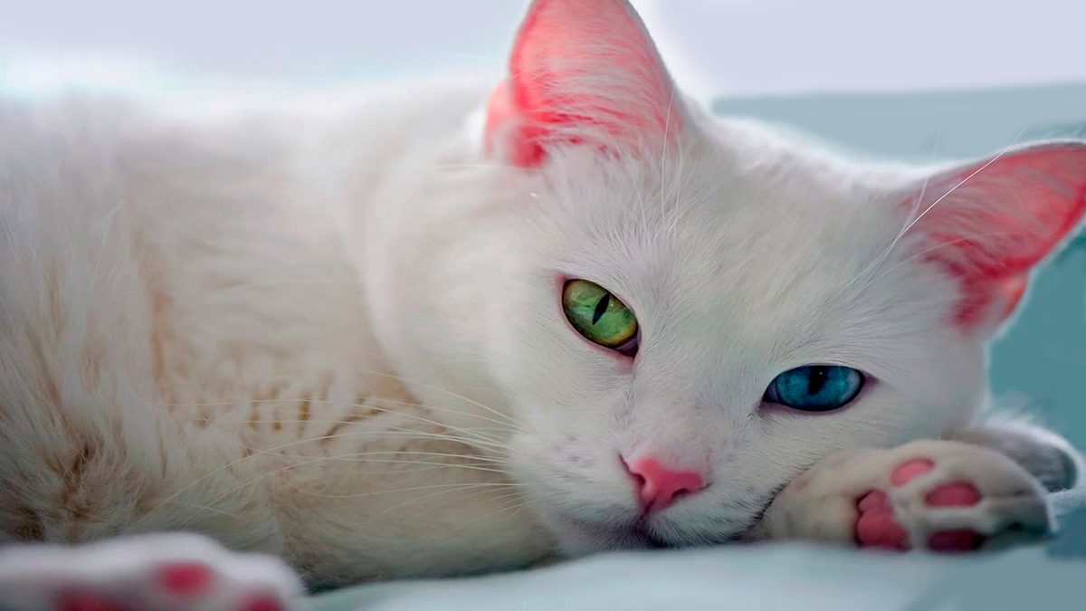 Прекрасные цвета шерсти и глаз