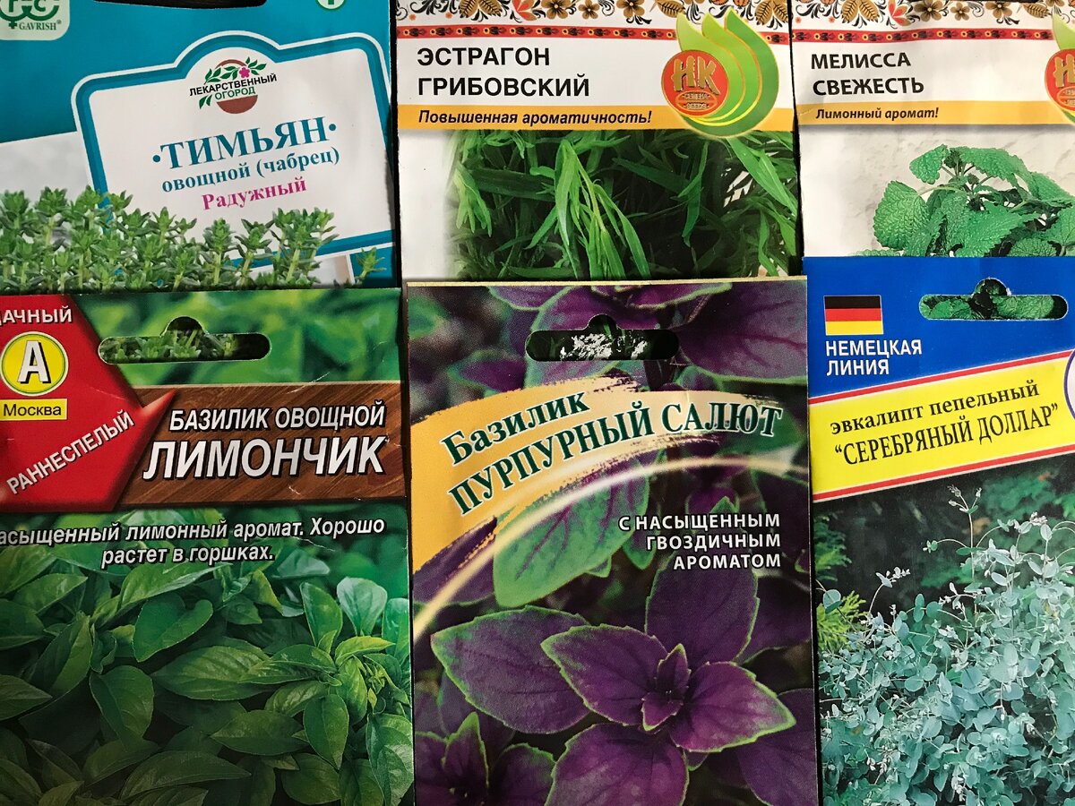 в пряном садике хороши не только распространенные укроп, петрушка, базилик, но и более экзотические растения - тимьян, эвкалипт