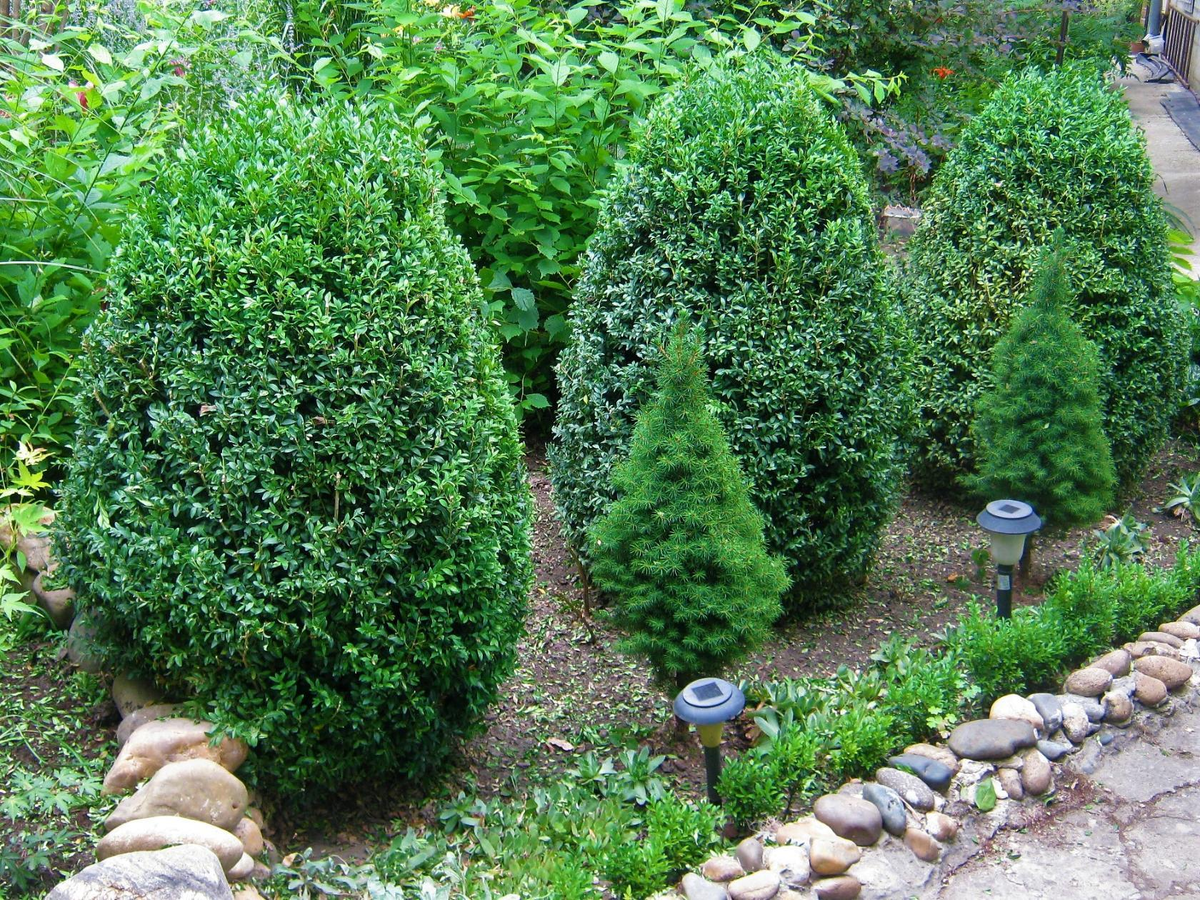 24.06.2019.  Сейчас этот бордюр такой. Растёт самшит.  Ёлочки "Коника"  и у самого края посадила в бордюр веточки, которые остаются при стрижке самшита. Они все принялись.