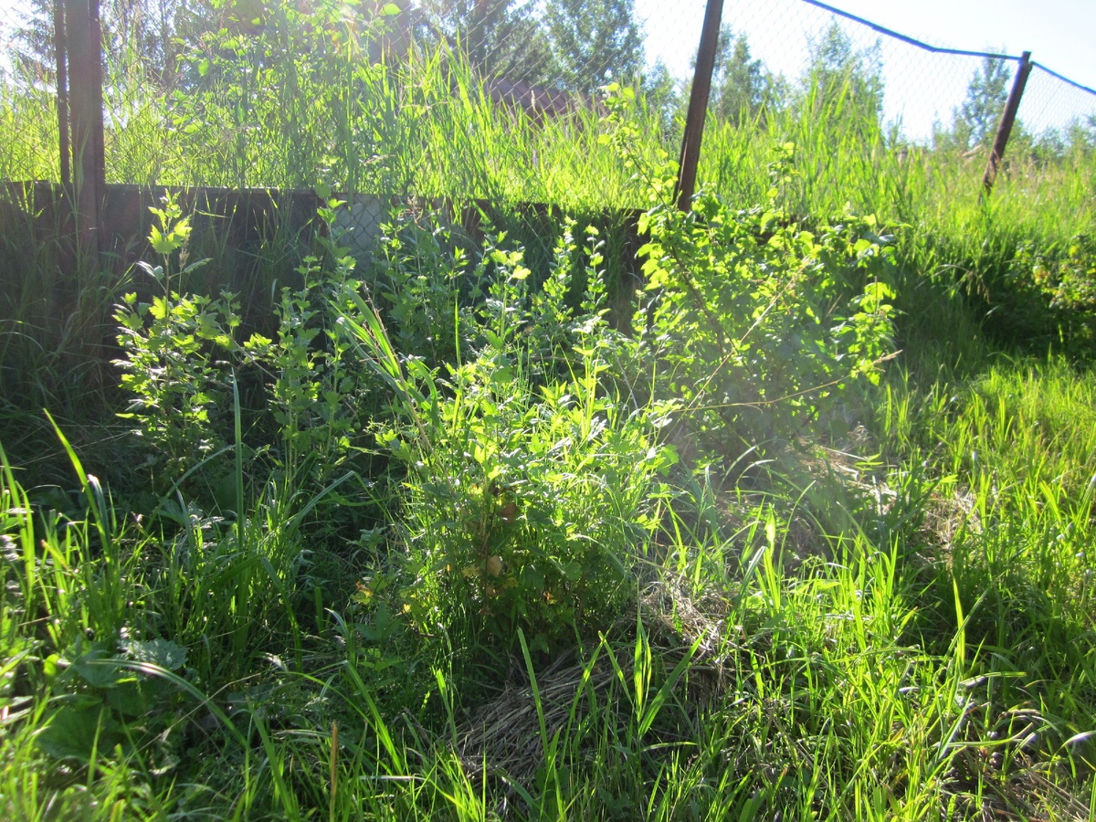 Это смородина и крыжовник.  Я крыжовником собираюсь заняться