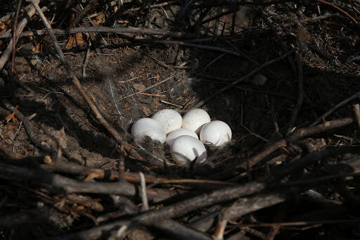 Кладка ушастой совы!