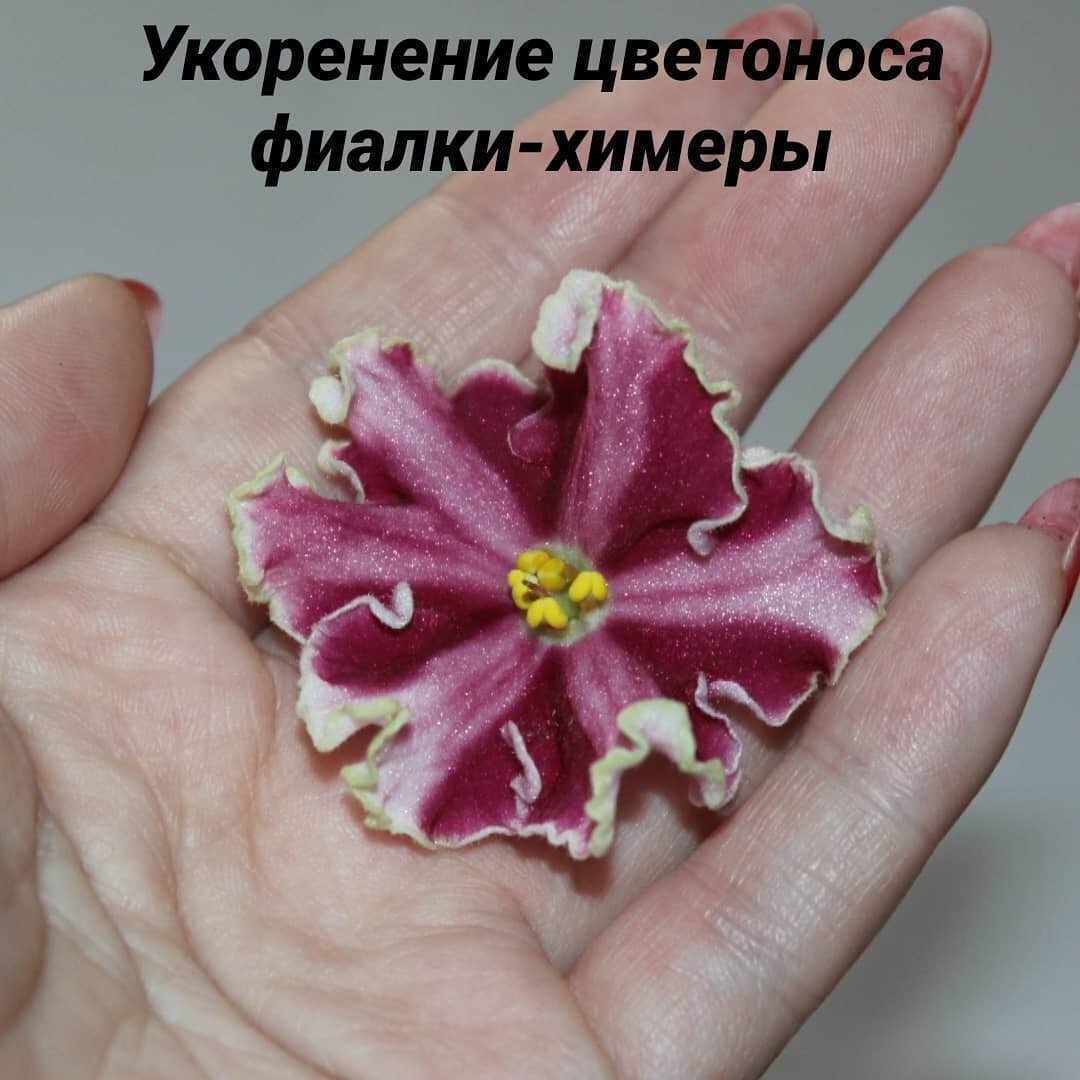 Цветонос фиалки-химеры