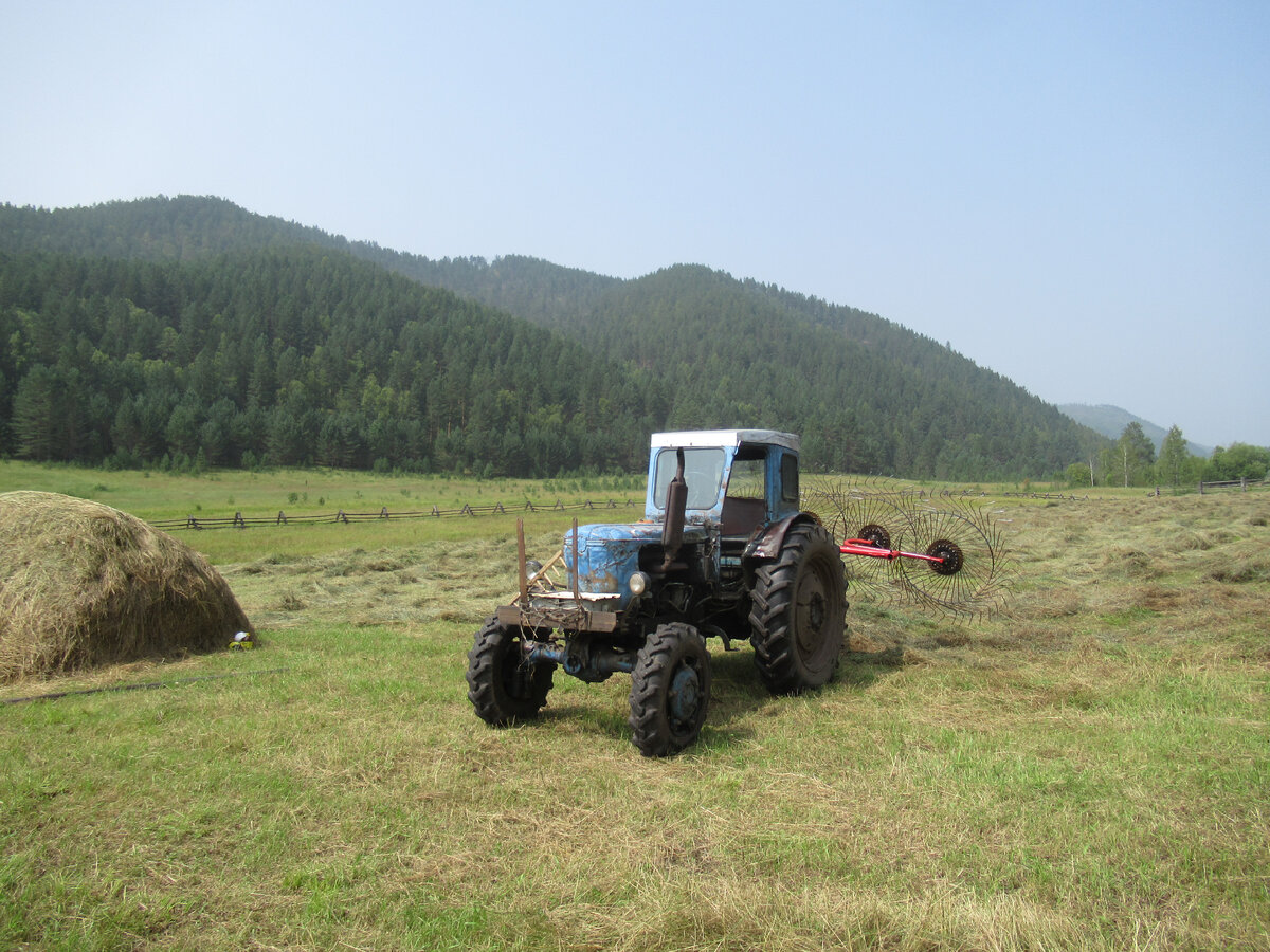 Травку скошенную ворошил.
