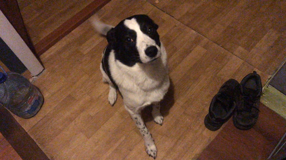 Джой-брат Лои)