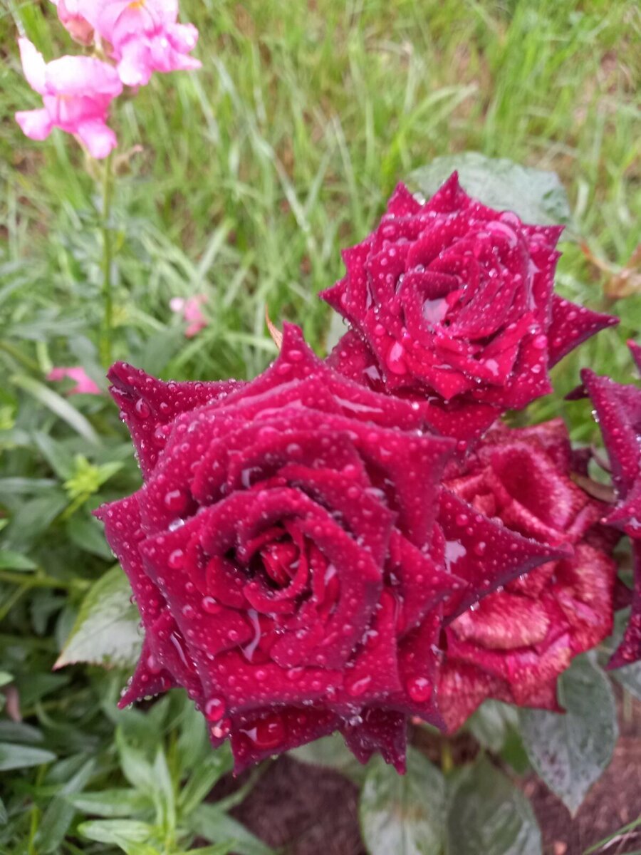 Блэк Баккара после дождя. Сентябрь 2021г.