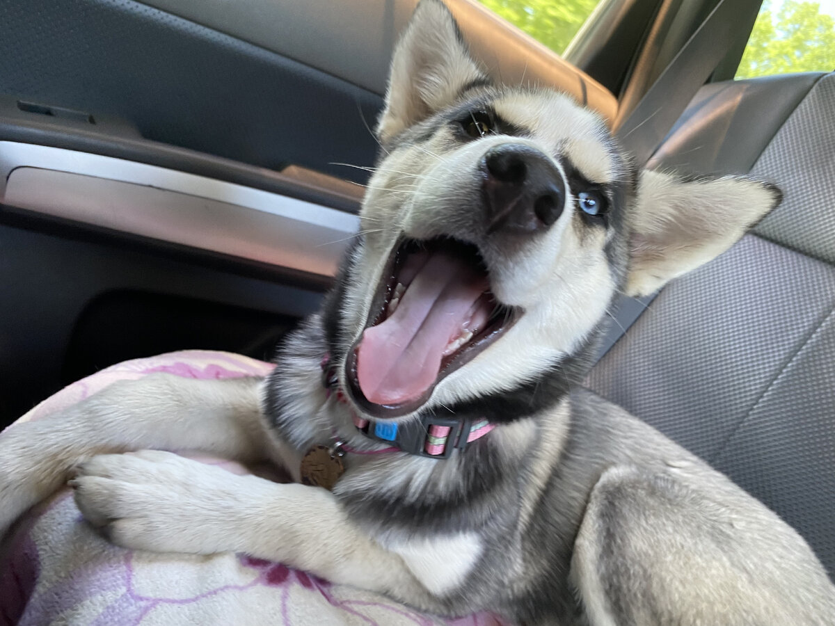 Радостная мордаха на заднем сидении