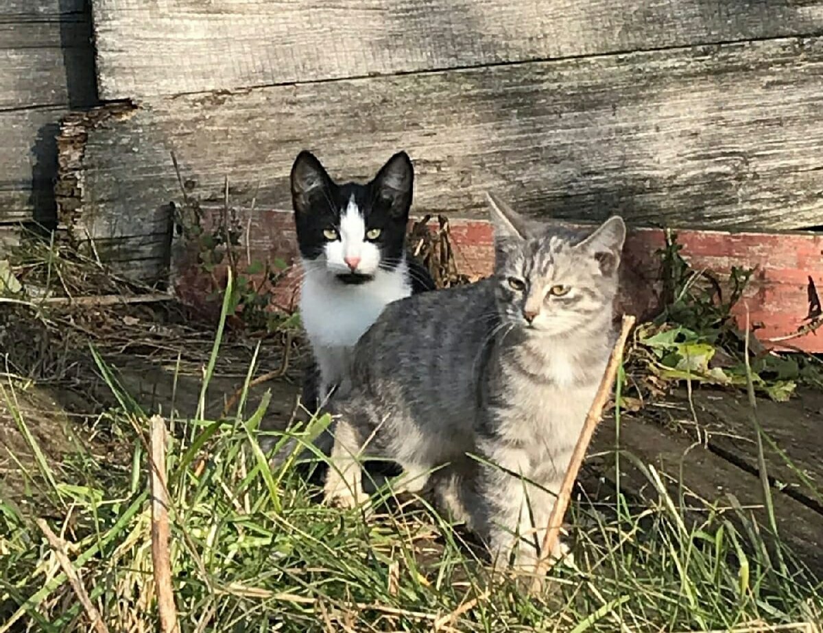 Мы не пройдём мимо маленького котёнка, у которого нет сил сказать 