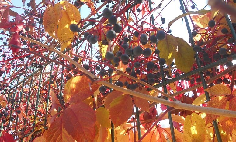 Яркие краски осенью