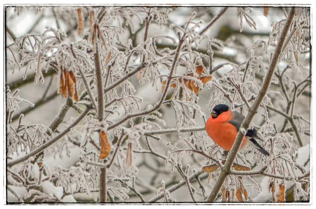Снегирь. Фото : Владимир Чистяков. 