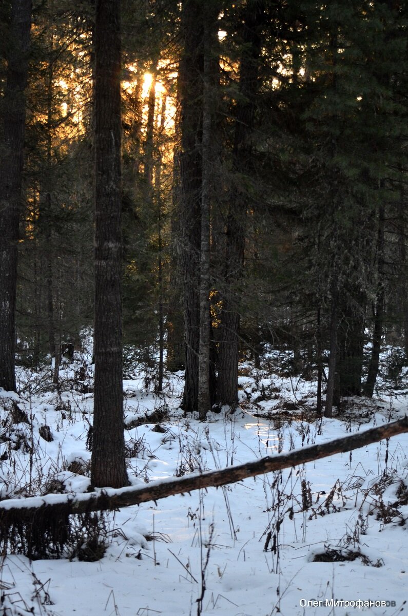 в яйлинском лесу