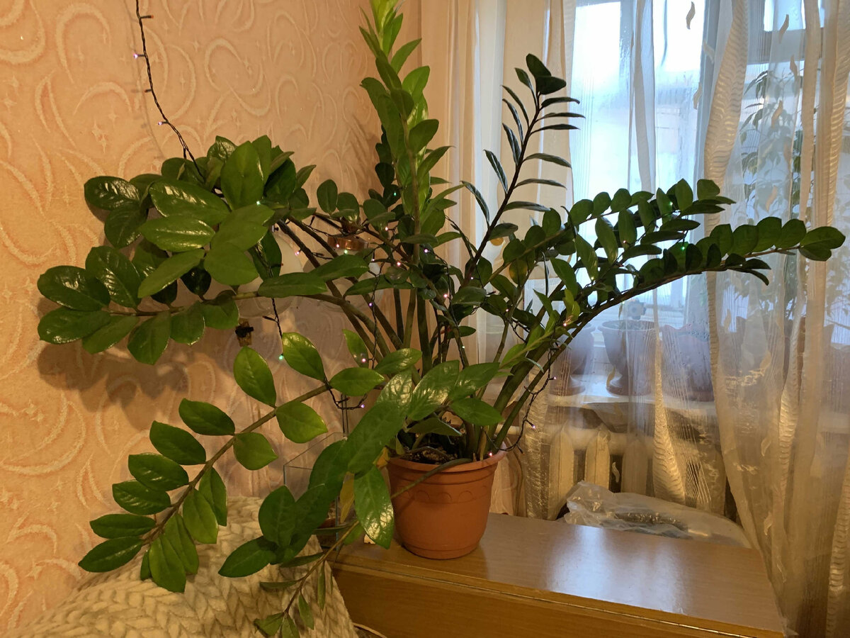 Мой замиокулькас сегодня.