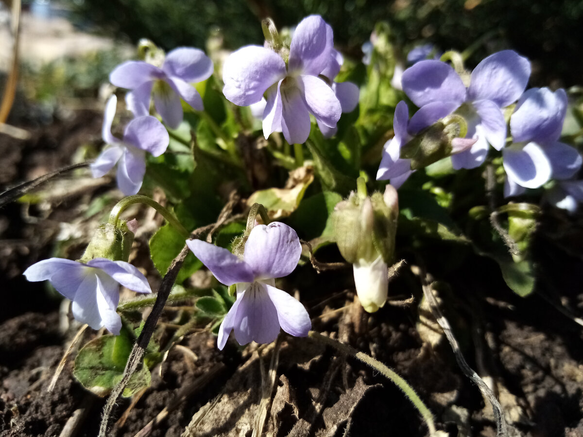 Hesperis sibirica l