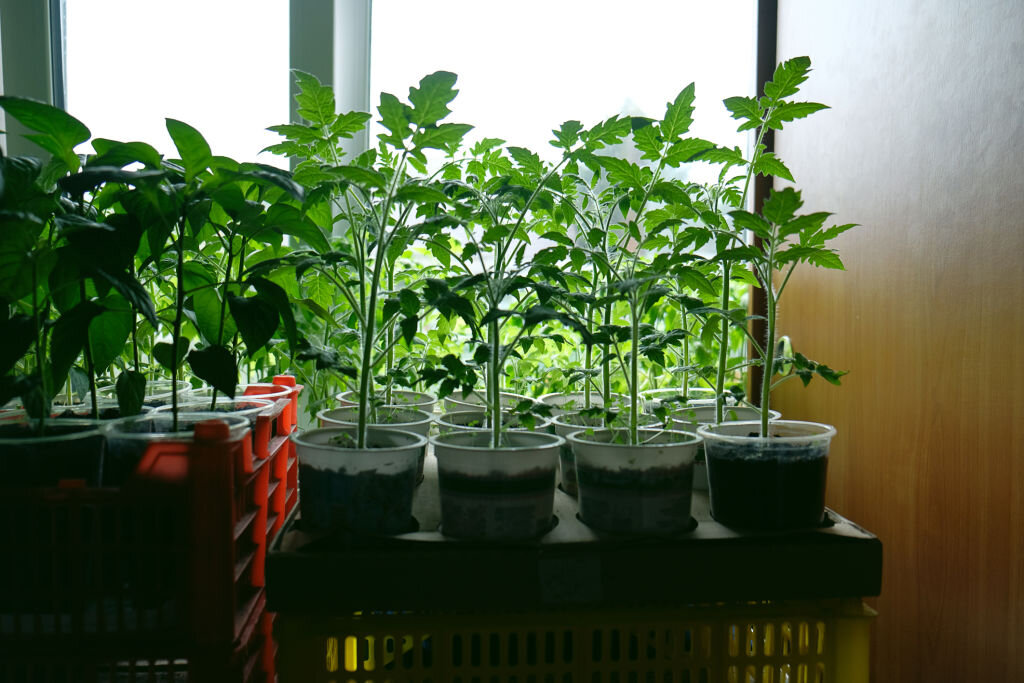 Рассада помидор