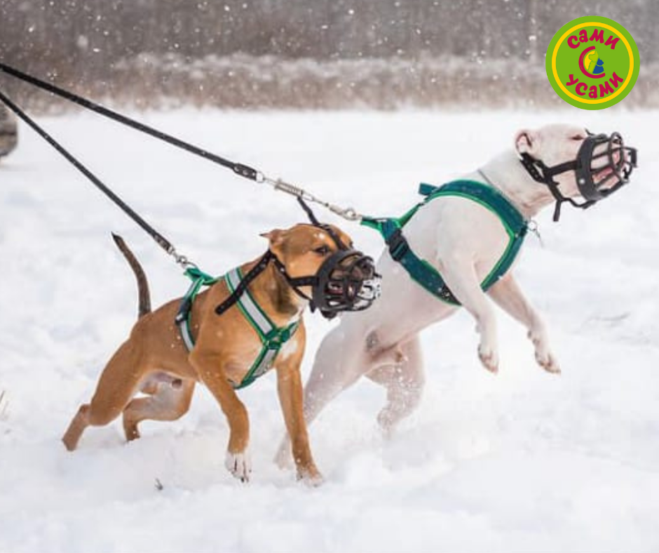  COA "HALTI Active Lead"