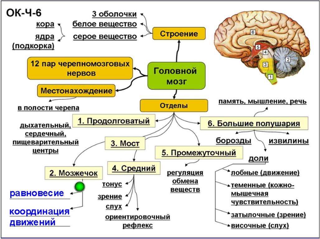 Конспекты по биологии егэ по темам. Конспекты по биологии анатомия человека. Опорные конспекты по анатомии для подготовки к ЕГЭ. Конспект по биологии анатомия. Конспекты по биологии ЕГЭ.