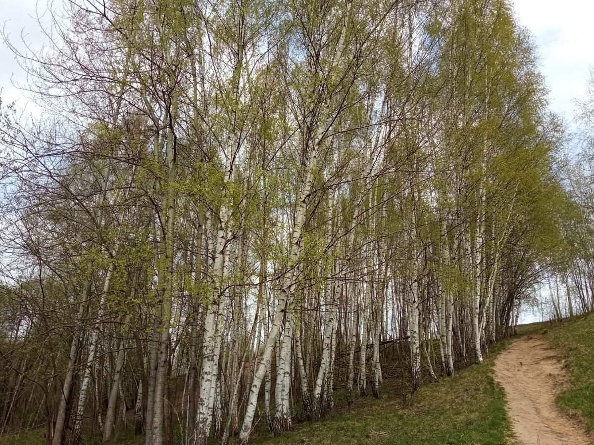 Берёзовая роща.