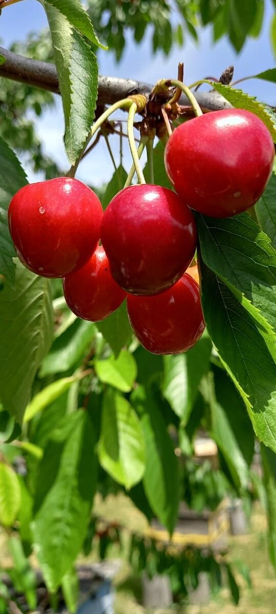 Красота какая, а вкуснятина.... ммммм...