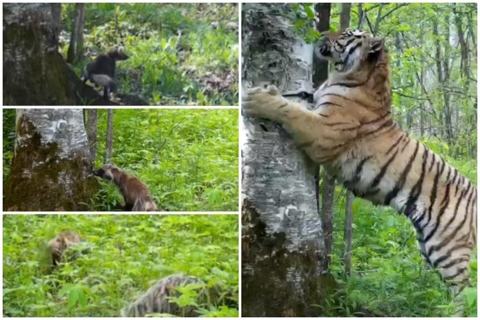     Обитатели леса обменялись сообщениями у «почтового ящика» Фото: стоп-кадр из видео