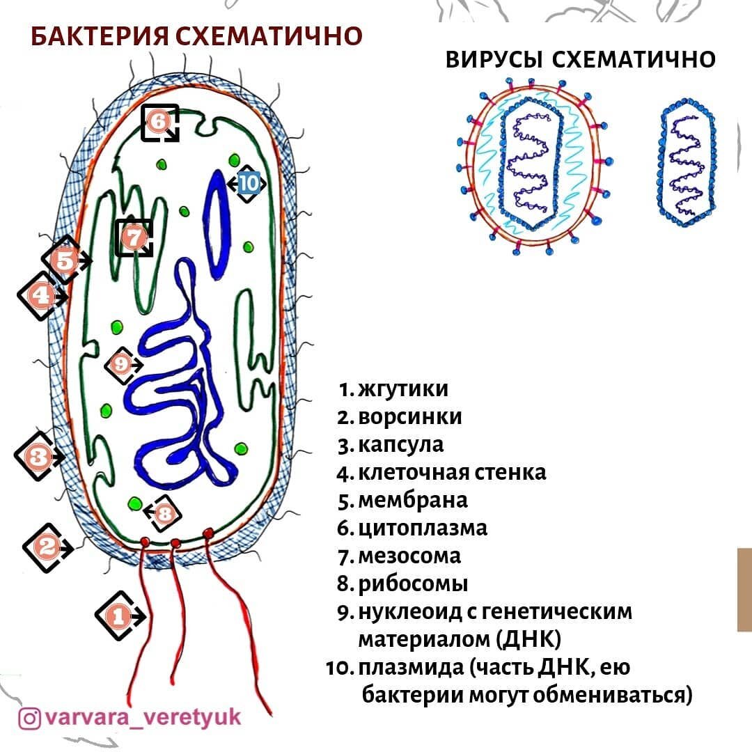 Синтез бактерий. Обязанный вирус.