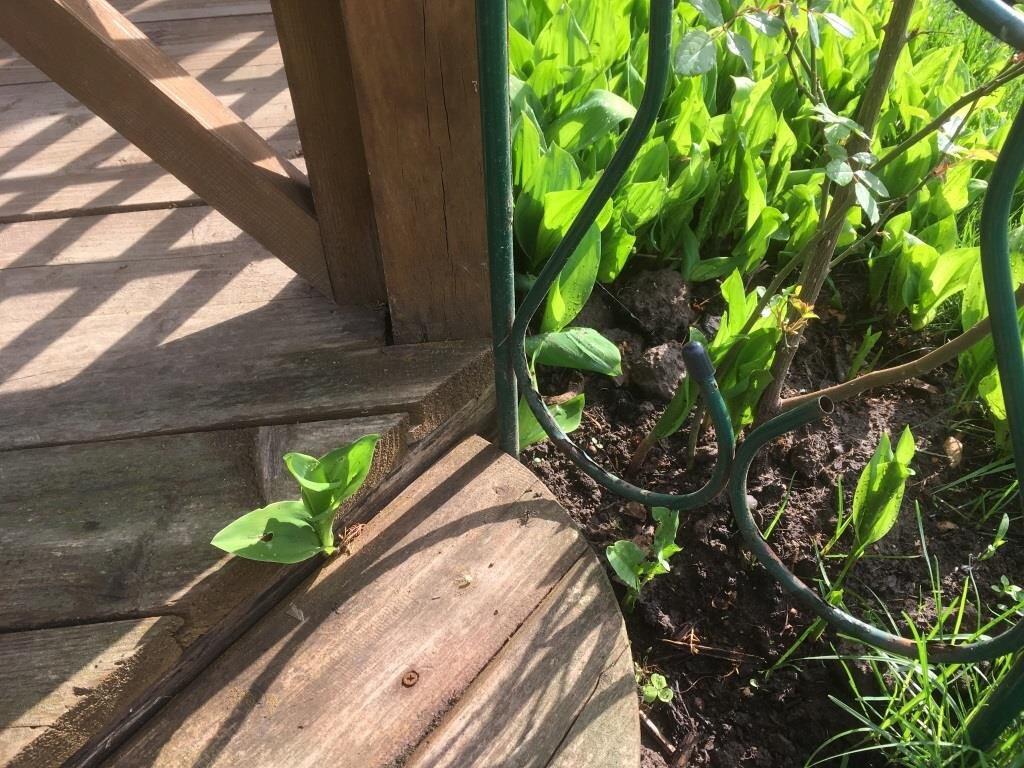 Ландыш может пролезть под беседкой, как вьюнок. Несколько метров в темноте, но пролезет.