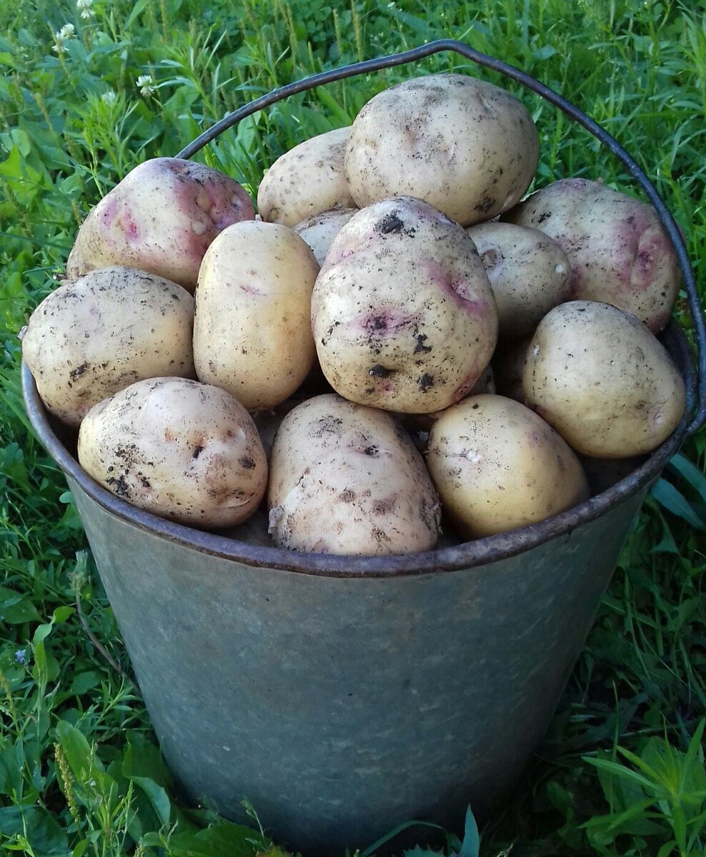 Сорт картофеля здабытак