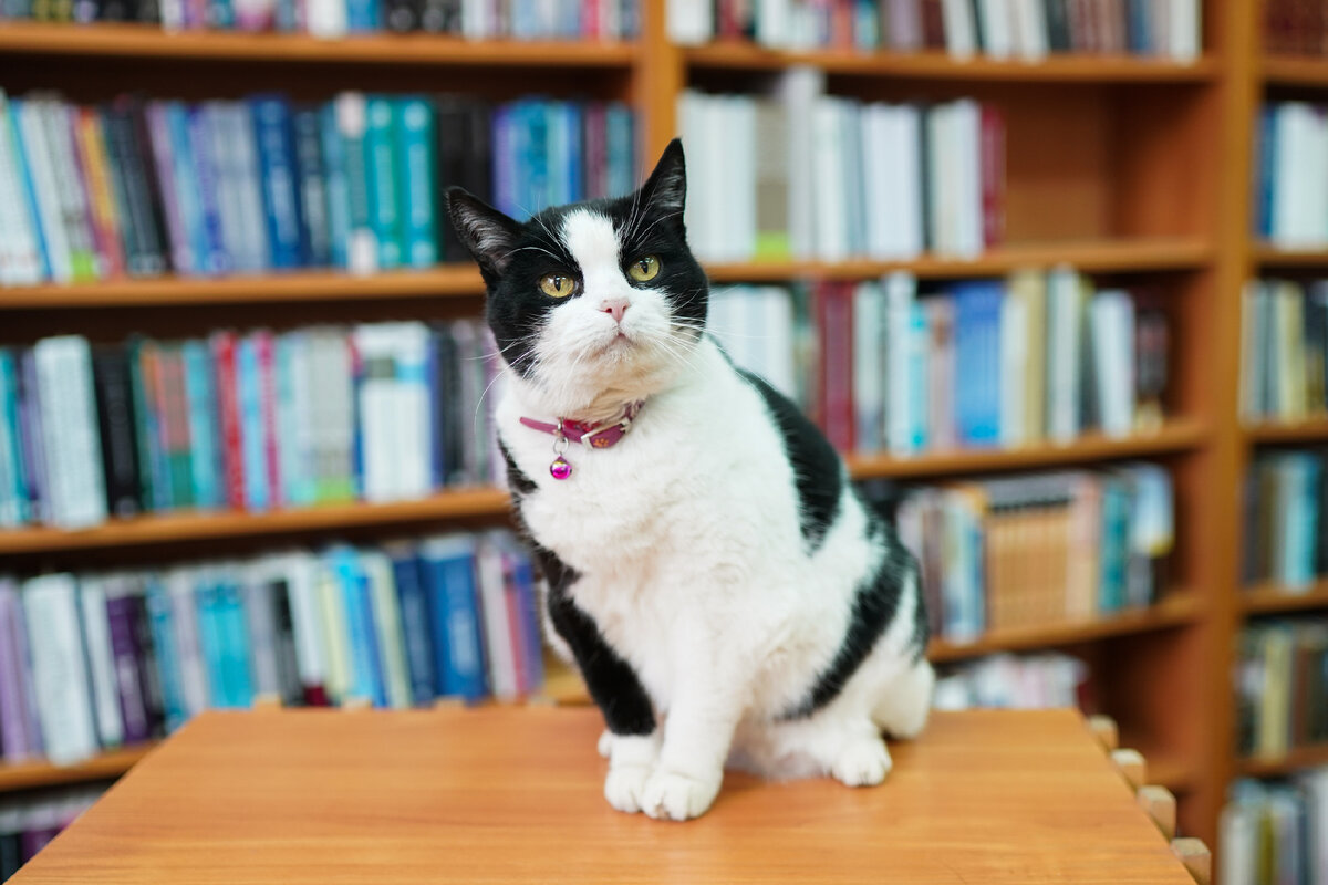 Фото: пресс-служба КФУ имени Вернадского