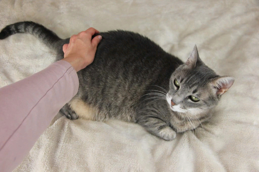 Почему не все кошки любят ласку, и что с этим делать