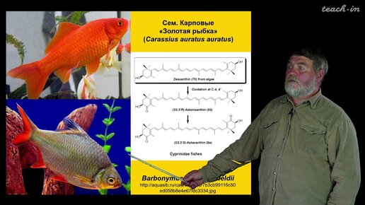 Чуб В. В. - Молекулы в пищевых цепях: от растений до человека - Каротиноиды у животных