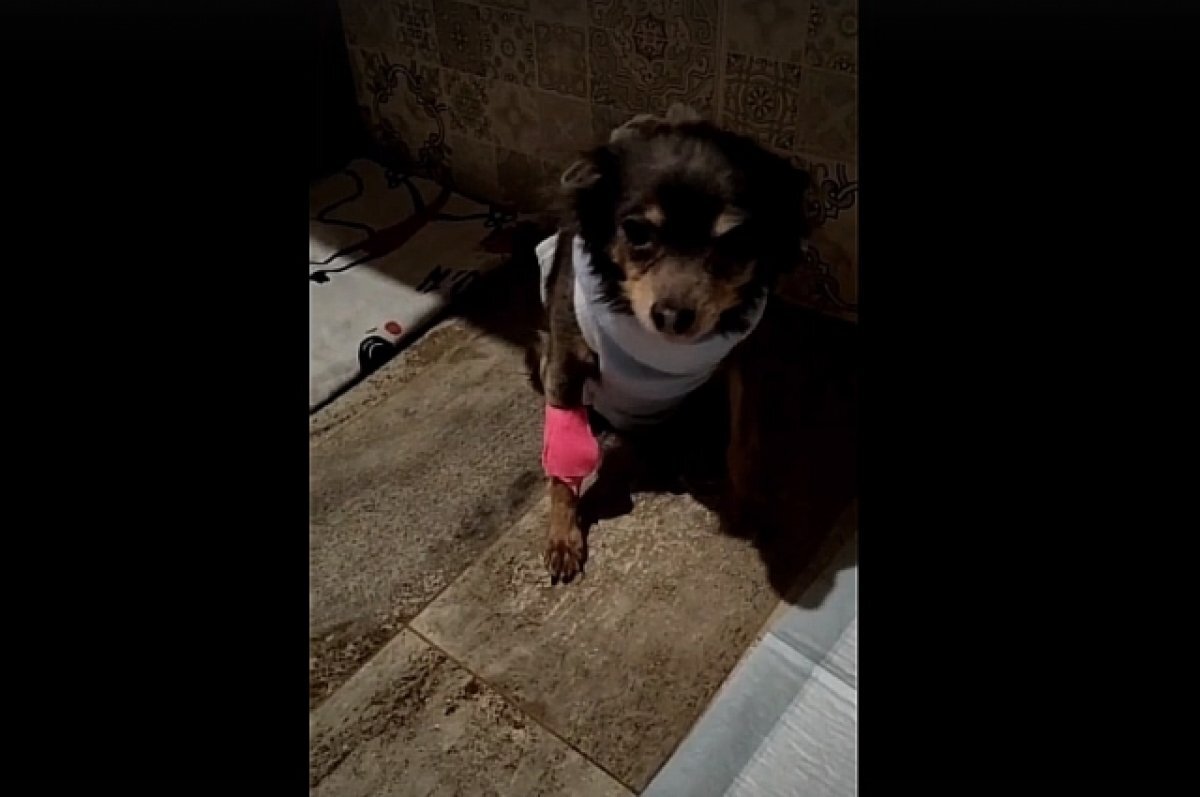    В Твери волонтёры помогли чихуахуа, которая могла умереть в любой момент