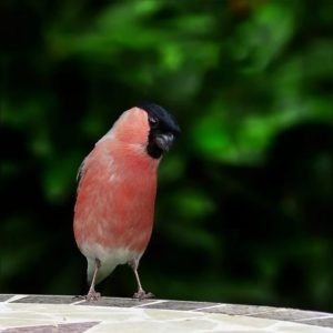 Снегирь – сравнительно небольшая птичка, не вырастающая более 18 см. Размах крыльев не превышает 30 см. Плотное мускулистое тельце весит до 35 граммов.