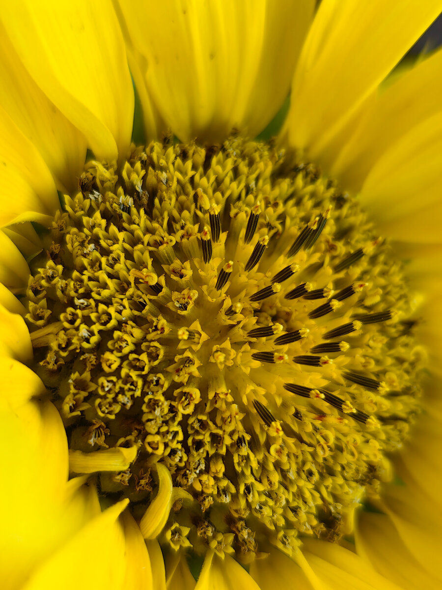 Семена подсолнечника🌻