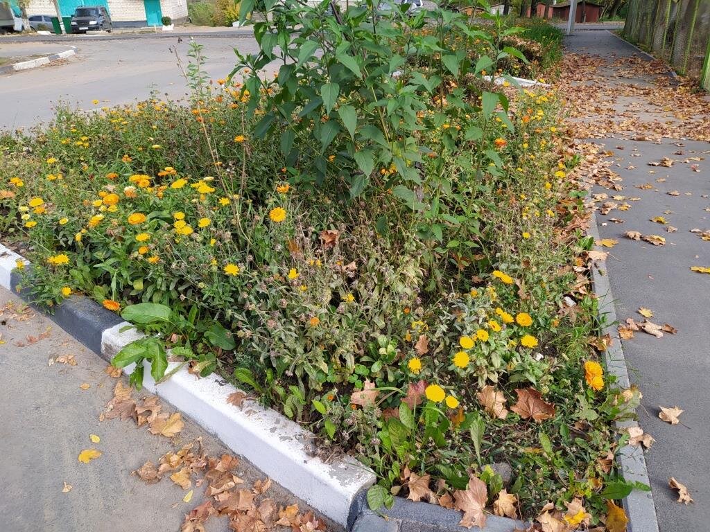 Видели такую: Календулу размером с георгины | Есть время под солнцем | Дзен