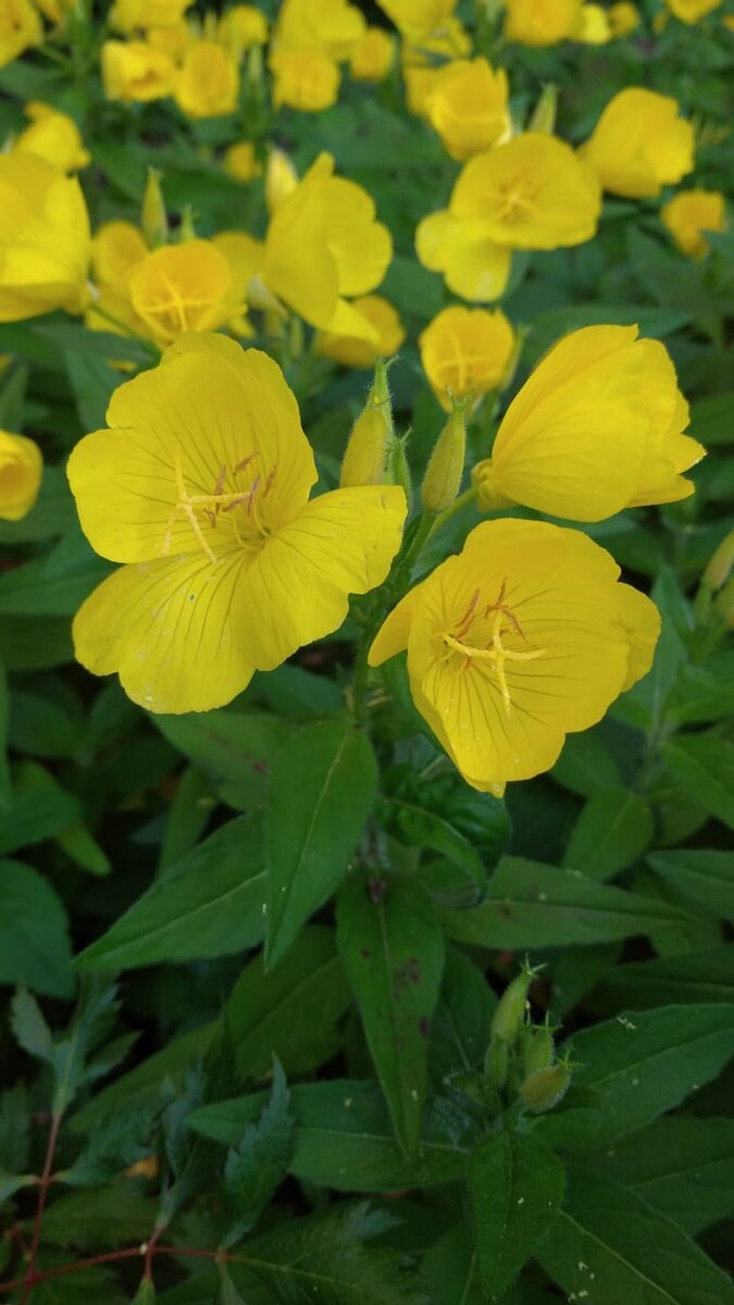Простите, скорее всего опроса не будет! Скорее всего он будет сегодня вечером или завтра, или вообще в коммах.