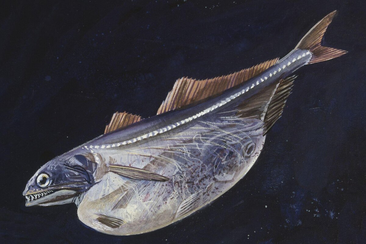 При этом желудок способен растягиваться так сильно, что сквозь натянутые стенки можно рассмотреть его содержимое. 