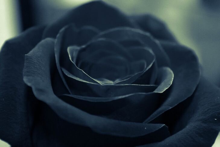 Фото: Pixabay